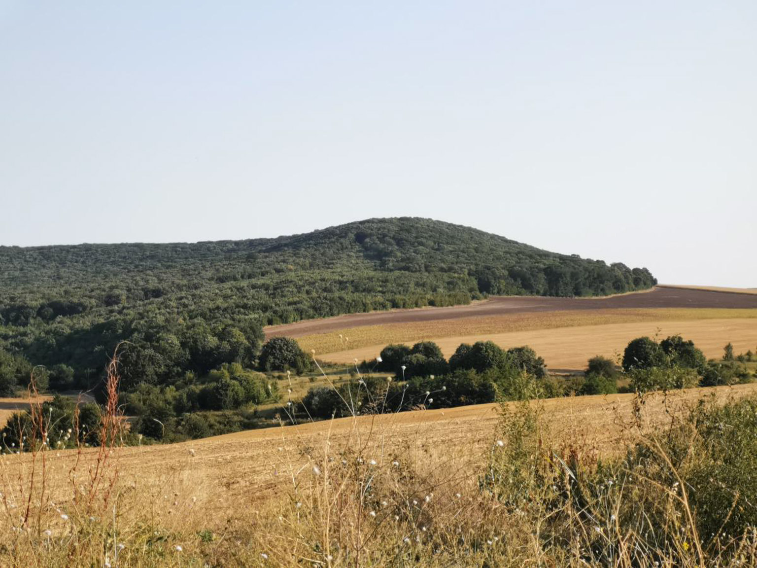 Rezervația de liliac Valea Oilor