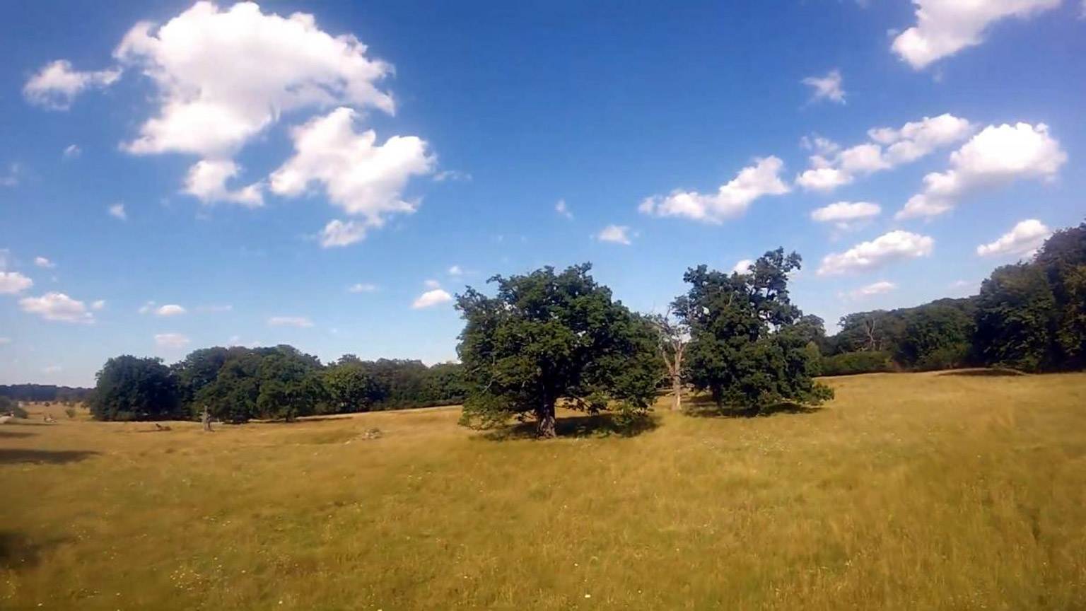 Stejarii seculari de la Breite Sighișoara