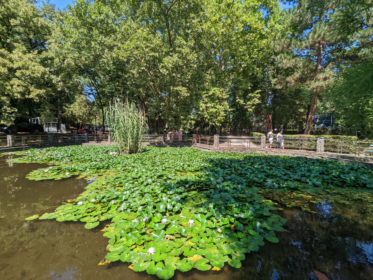Lacul cu nuferi